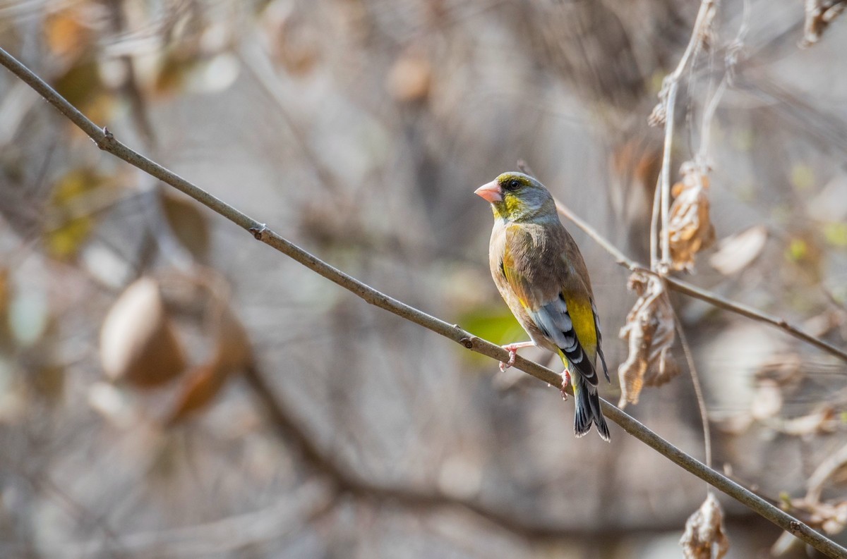 漂亮的金翅雀（十二）