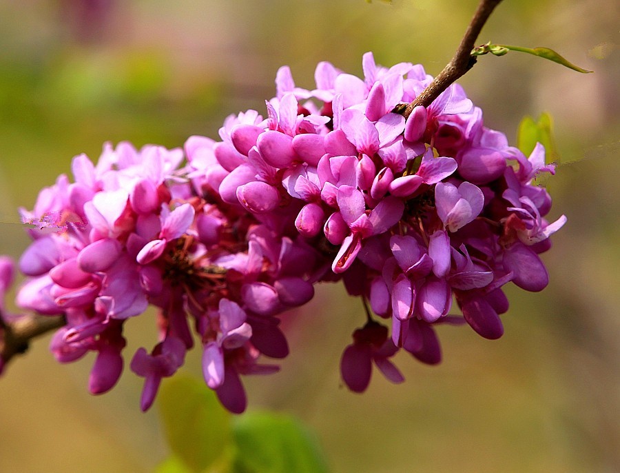 《不老松：纪实摄影》紫荆花！