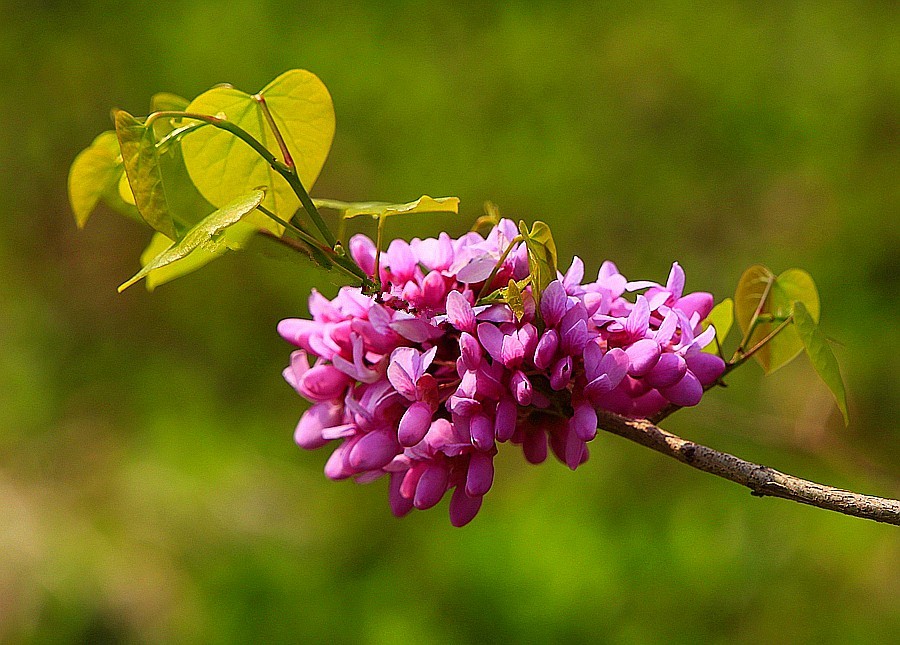 《不老松：纪实摄影》紫荆花！