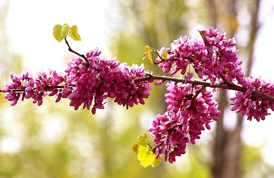 《不老松：纪实摄影》紫荆花！