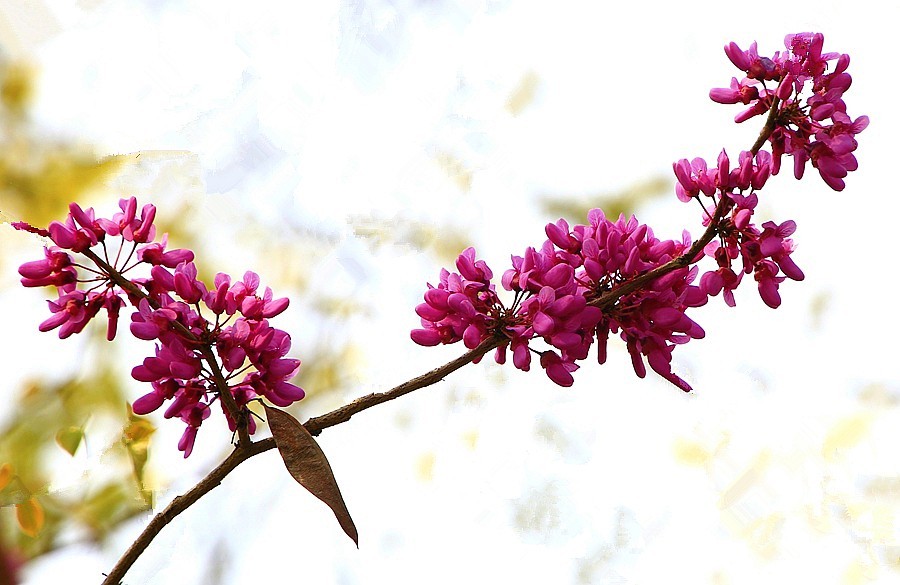 《不老松：纪实摄影》紫荆花！