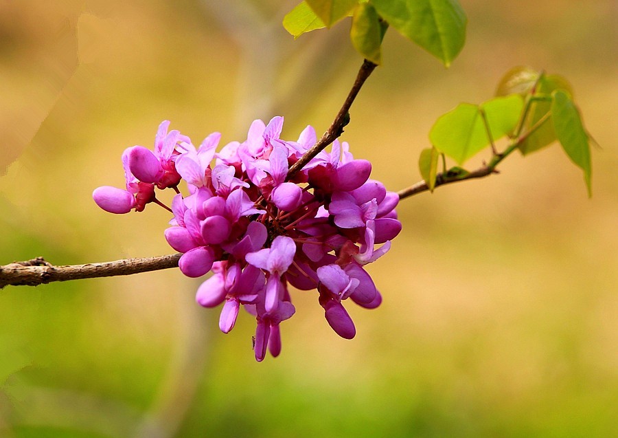 《不老松：纪实摄影》紫荆花！