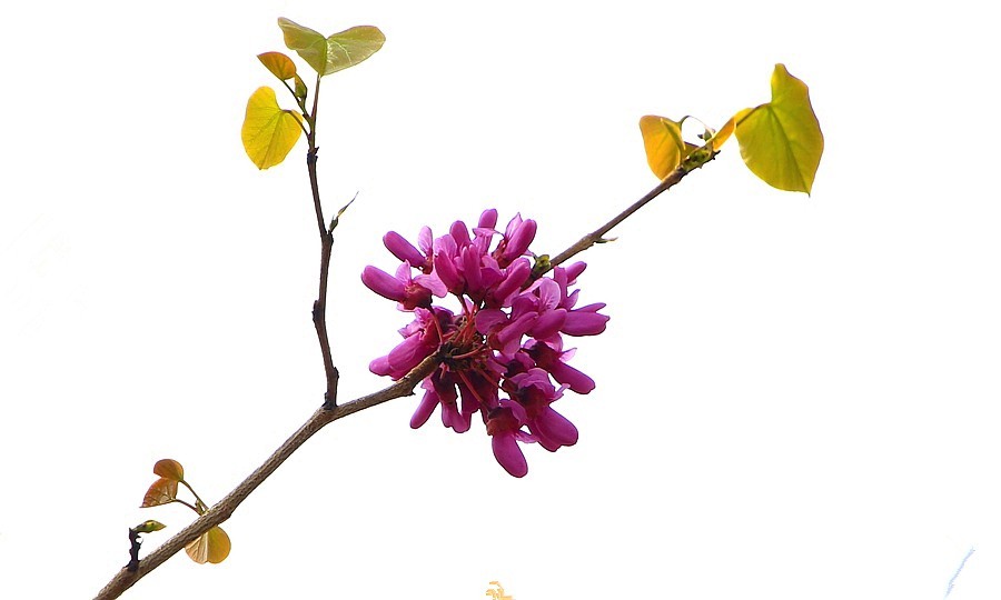 《不老松：纪实摄影》紫荆花！