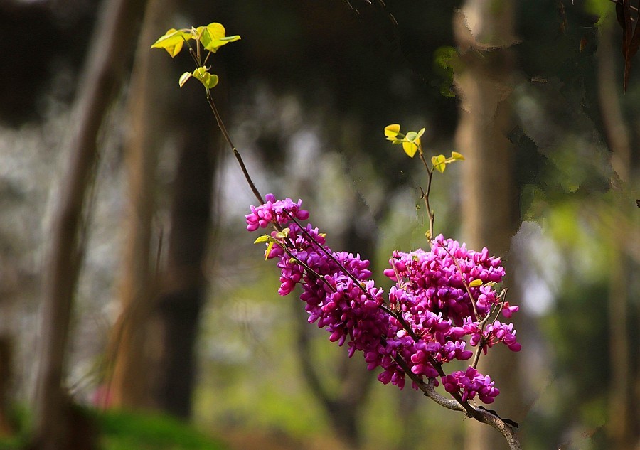 《不老松：纪实摄影》紫荆花！