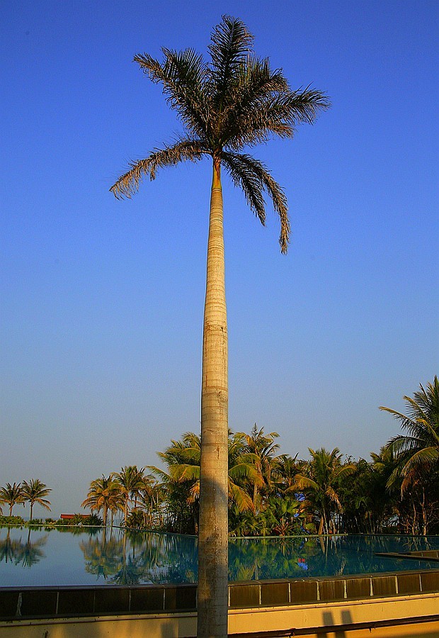 《不老松：忆海南游记》(29)海南--长島兰湾小区游泳池旁的美景!