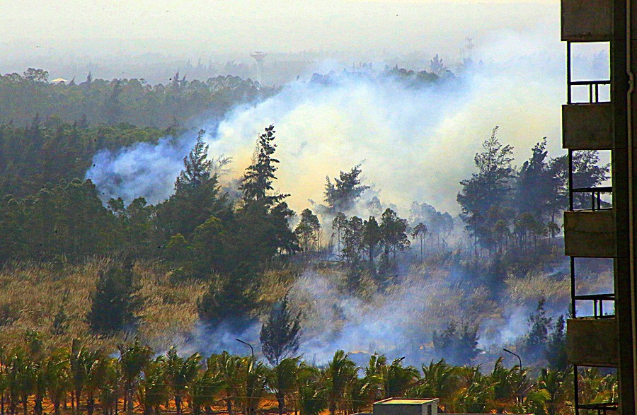 《不老松：忆海南游记》(30)临髙县长島兰湾乡邻在人为烧荒！