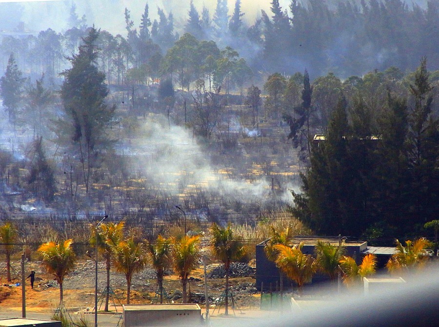 《不老松：忆海南游记》(30)临髙县长島兰湾乡邻在人为烧荒！