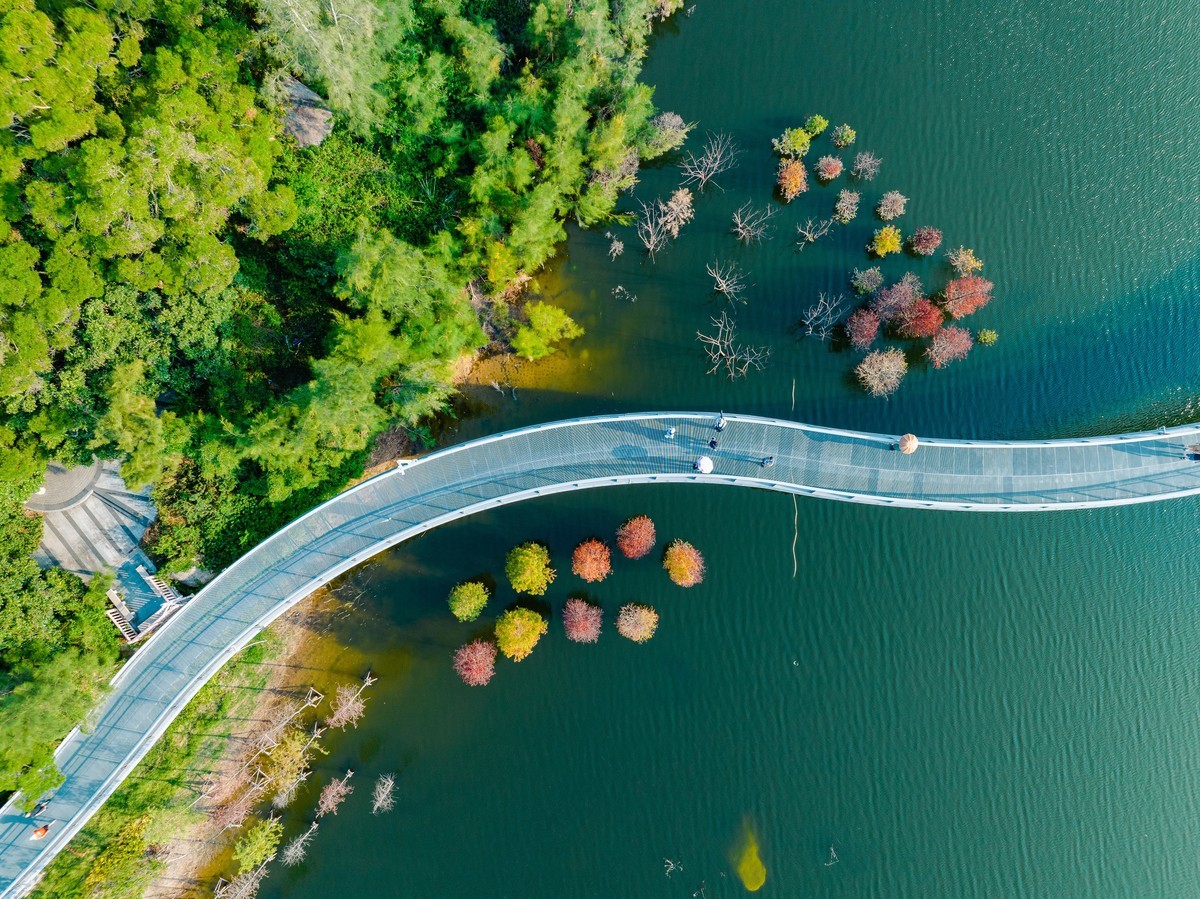 比起思念。。秋天更适合见面。落羽杉红了