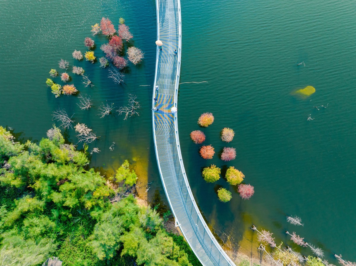 比起思念。。秋天更适合见面。落羽杉红了