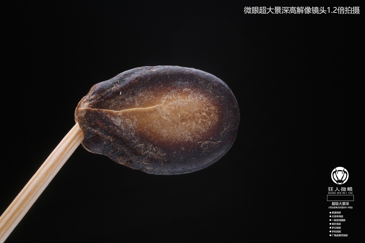 狂人微眼大景深模块化微距镜头试拍