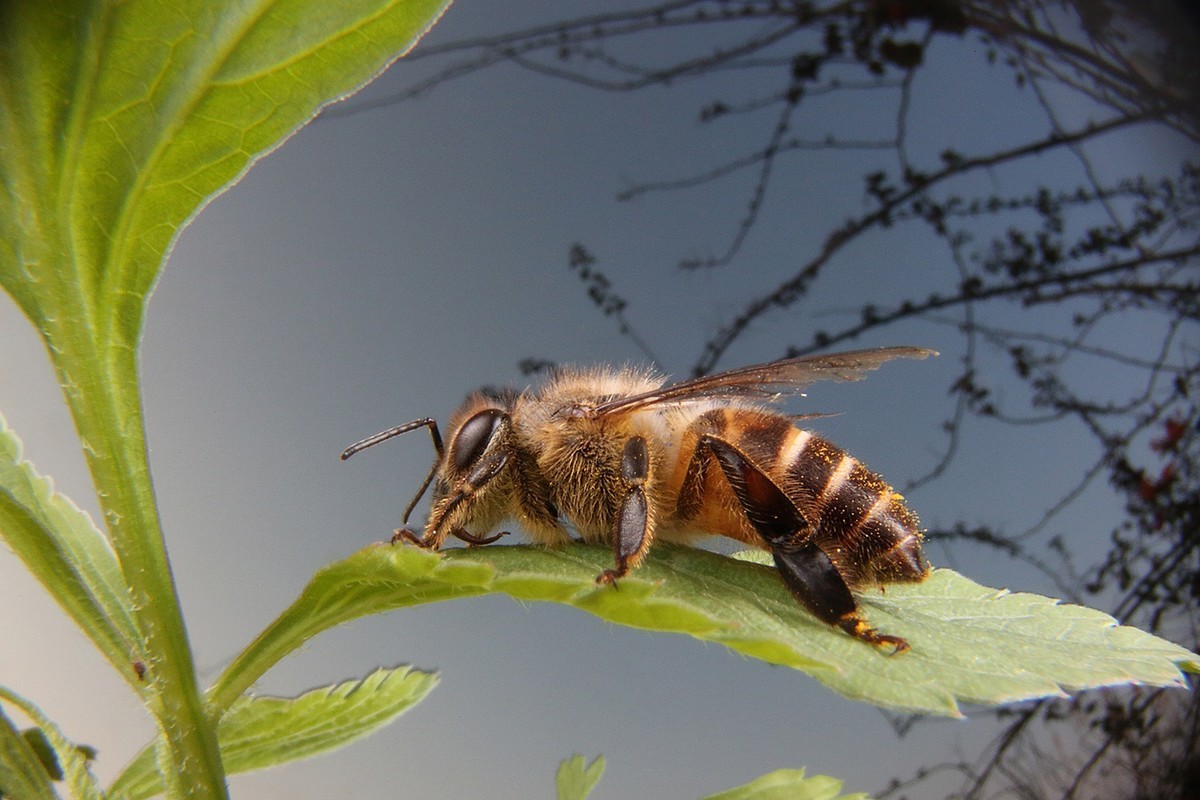 狂人微眼大景深模块化微距镜头试拍