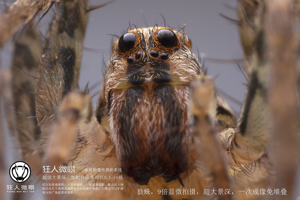 狂人微眼大景深模块化微距镜头试拍