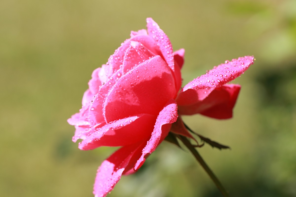 粉色花