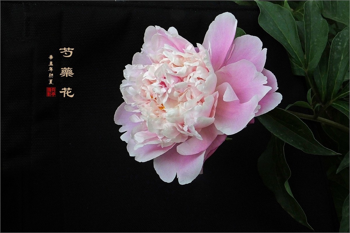 芍药花210511(2)