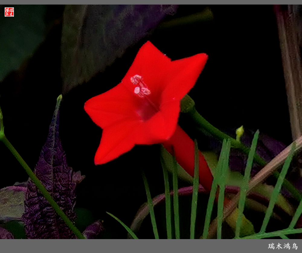 【2023之花季】松萝共依的茑萝松