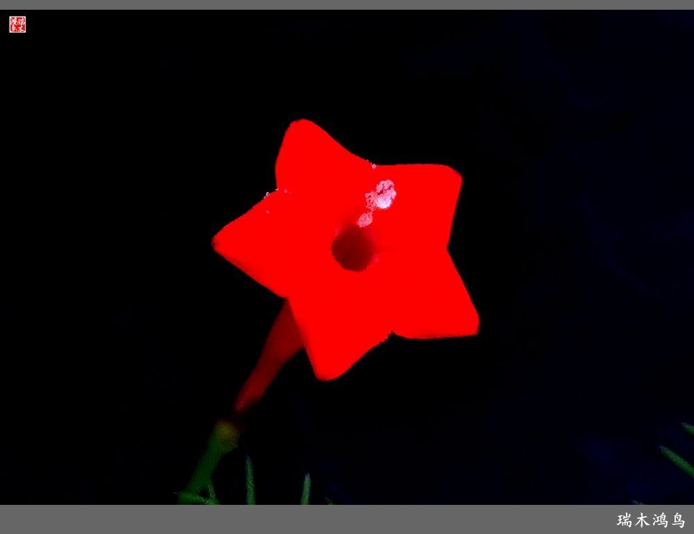 【2023之花季】松萝共依的茑萝松