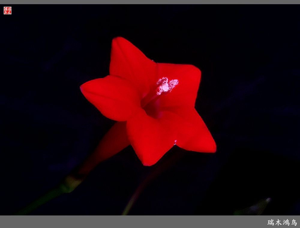 【2023之花季】松萝共依的茑萝松