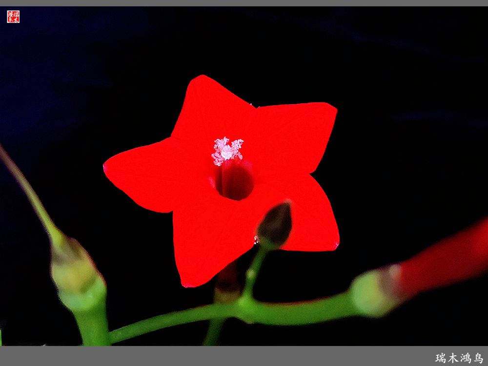 【2023之花季】松萝共依的茑萝松