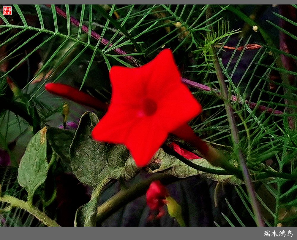 【2023之花季】松萝共依的茑萝松