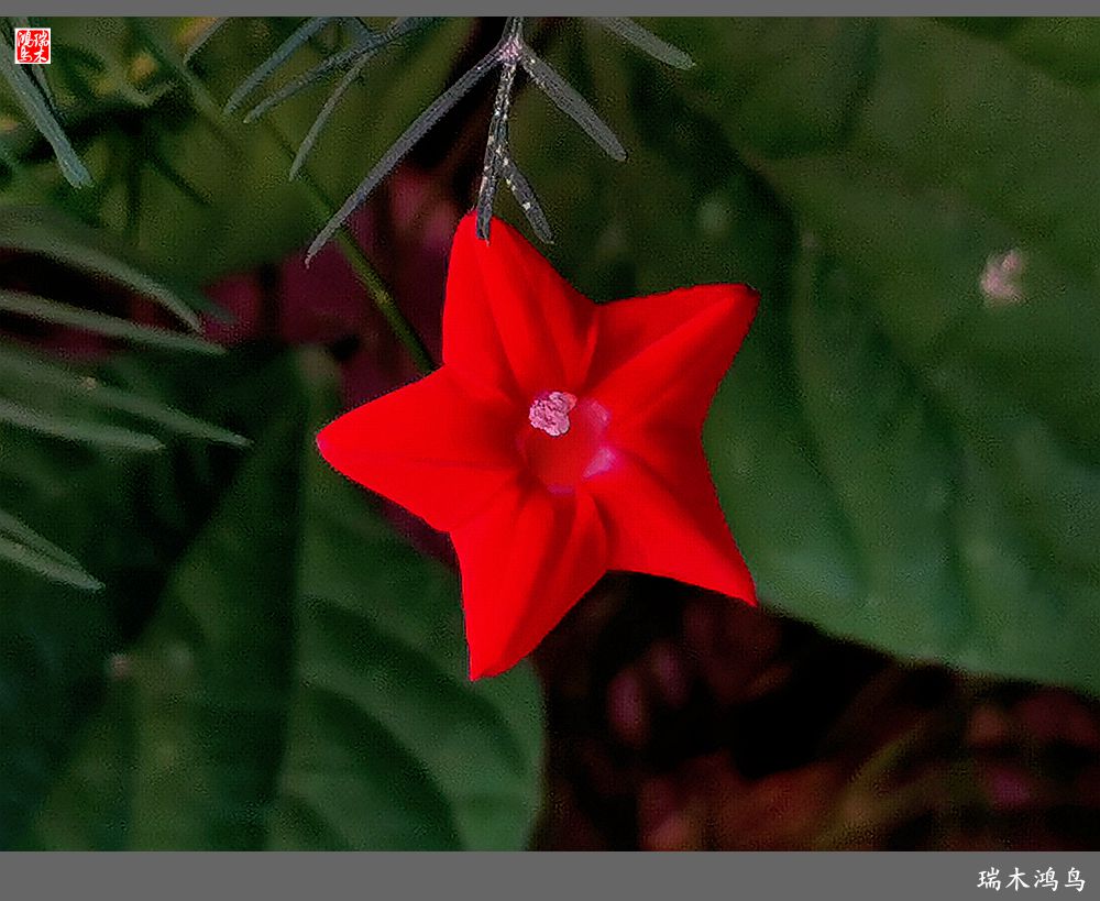 【2023之花季】松萝共依的茑萝松