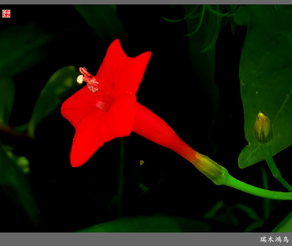 【2023之花季】松萝共依的茑萝松