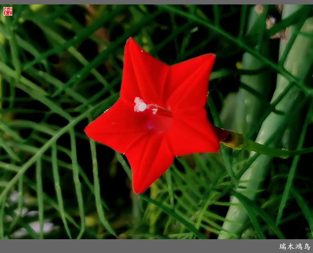 【2023之花季】松萝共依的茑萝松