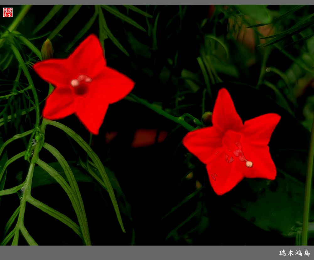 【2023之花季】松萝共依的茑萝松