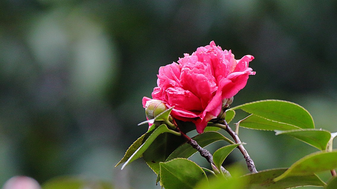 山茶花《老机新作》