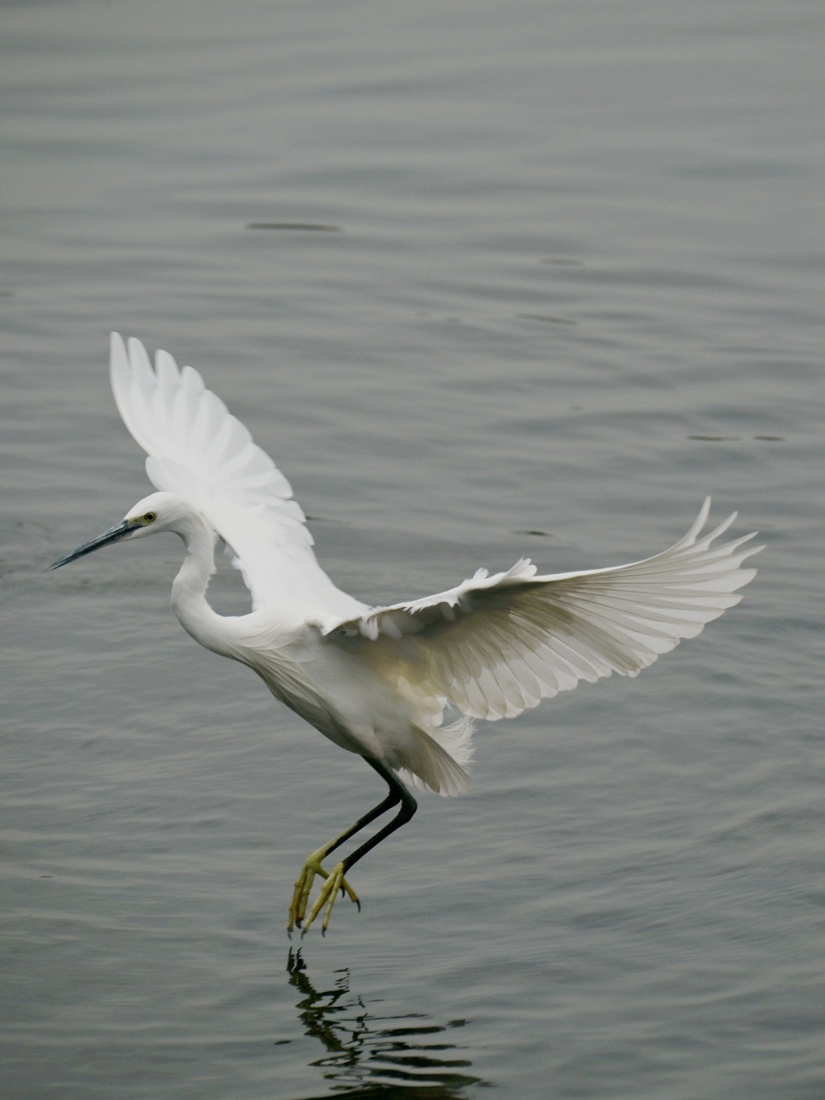 鹭影-摄于西湖边