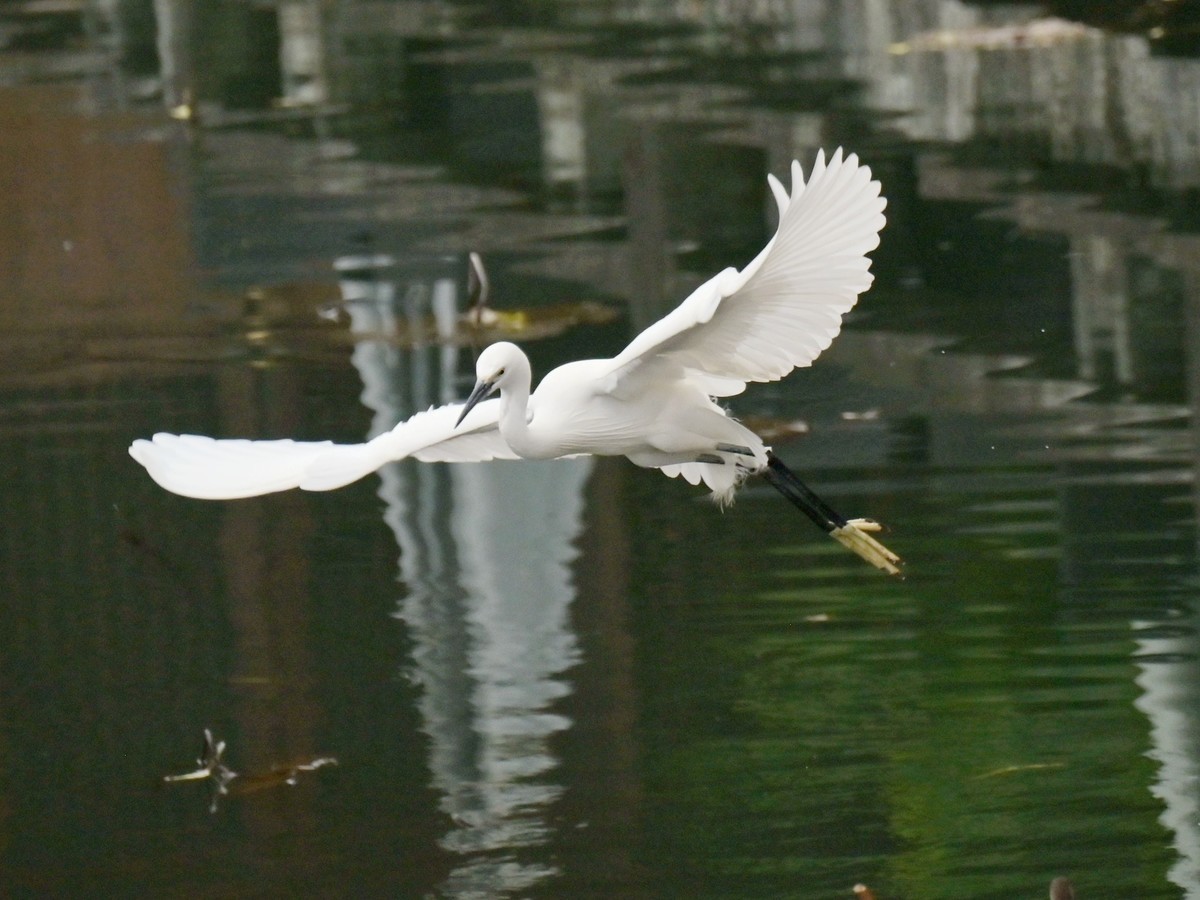 鹭影-摄于西湖边