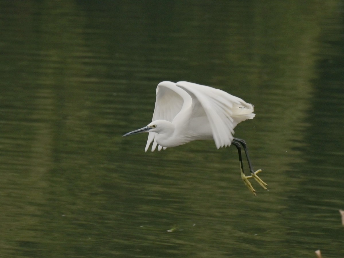鹭影-摄于西湖边