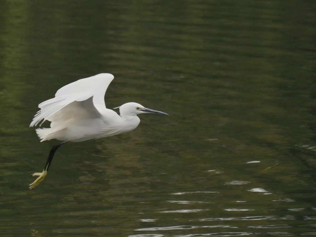 鹭影-摄于西湖边
