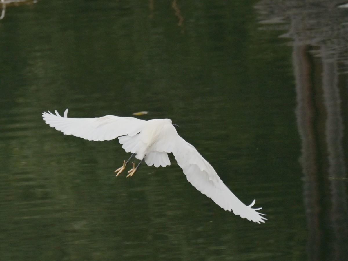 鹭影-摄于西湖边