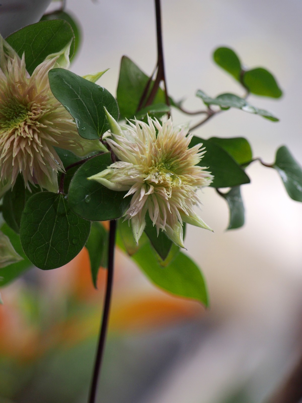 2024家种铁线莲（5）