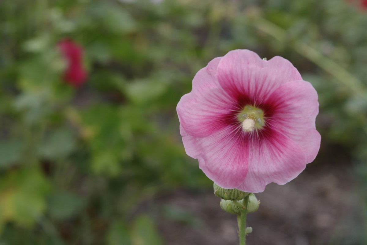 蜀葵花