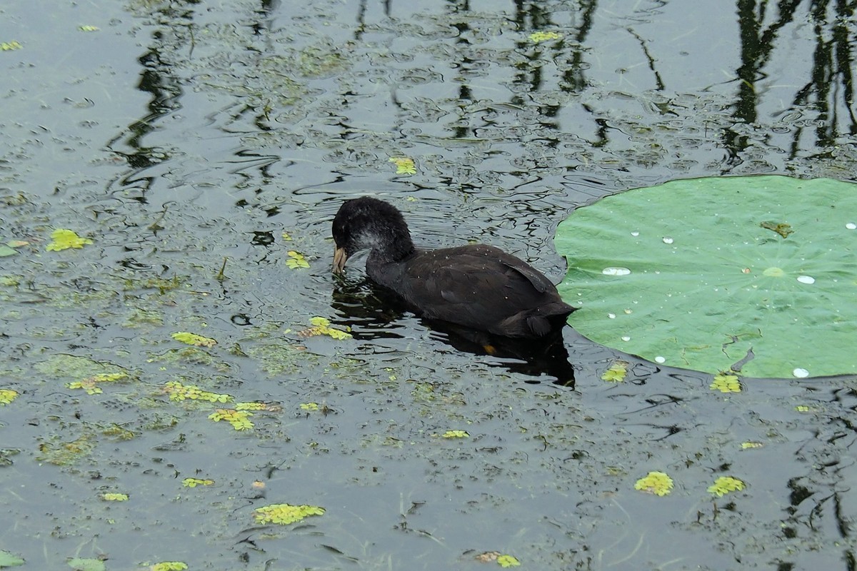 荷塘小水鸡（1）
