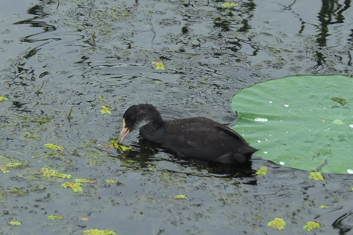 荷塘小水鸡（1）