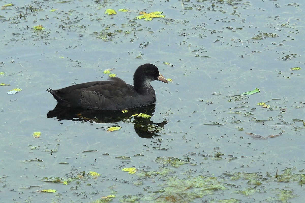 荷塘小水鸡（1）