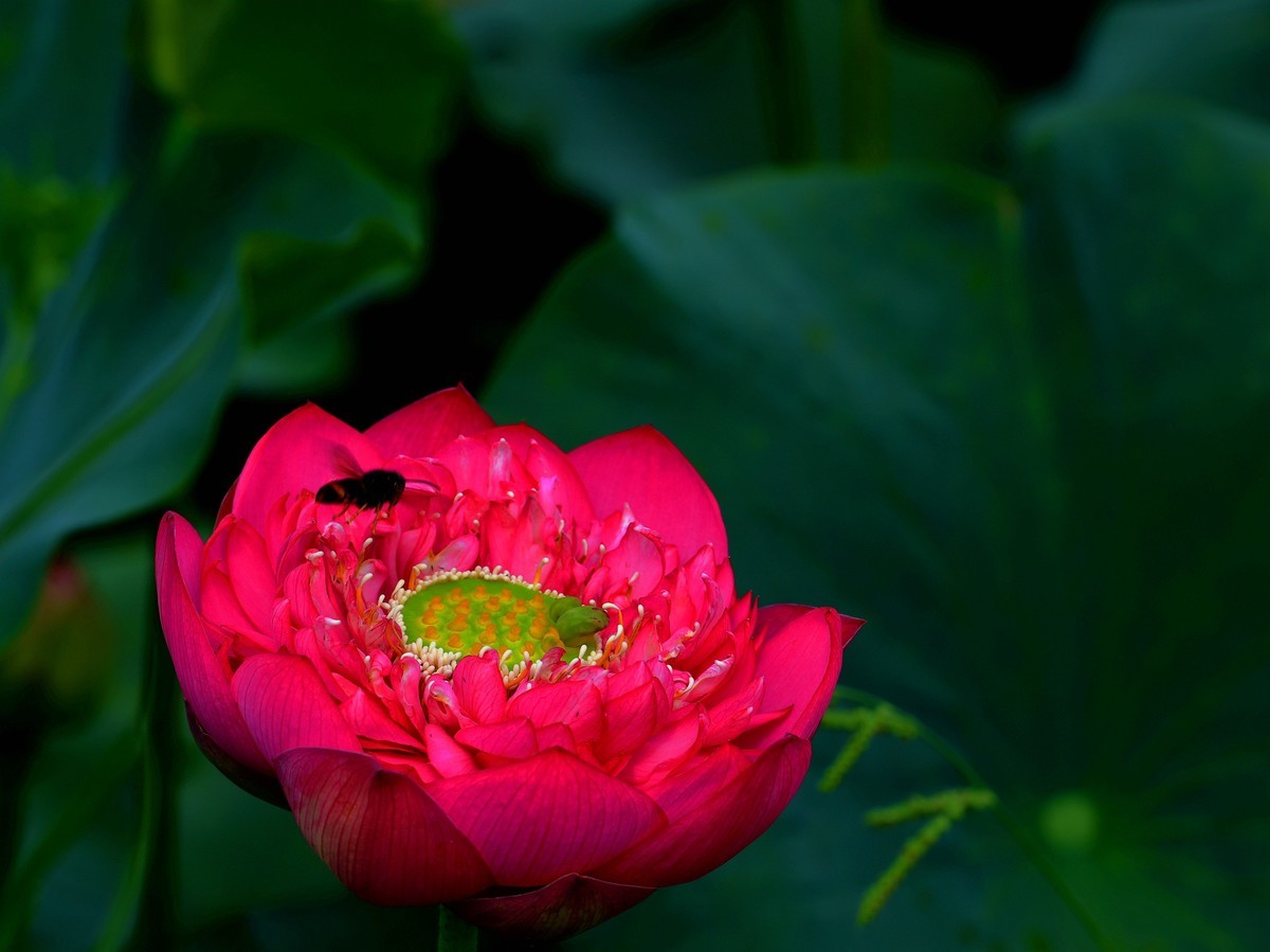 荷花5