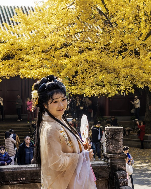 罨画池里银杏叶黄