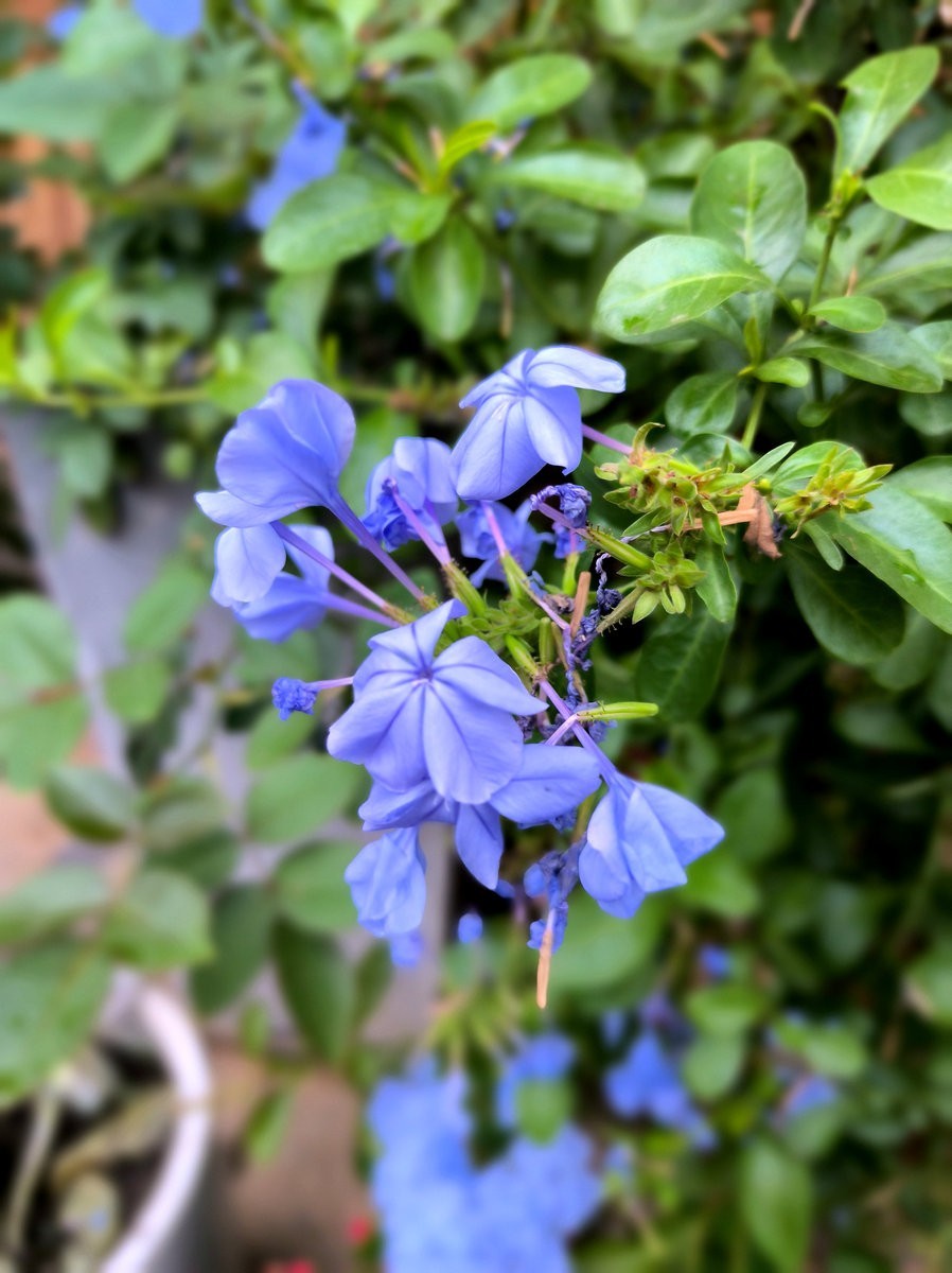 漫步星城 走街串巷（535）状元洲