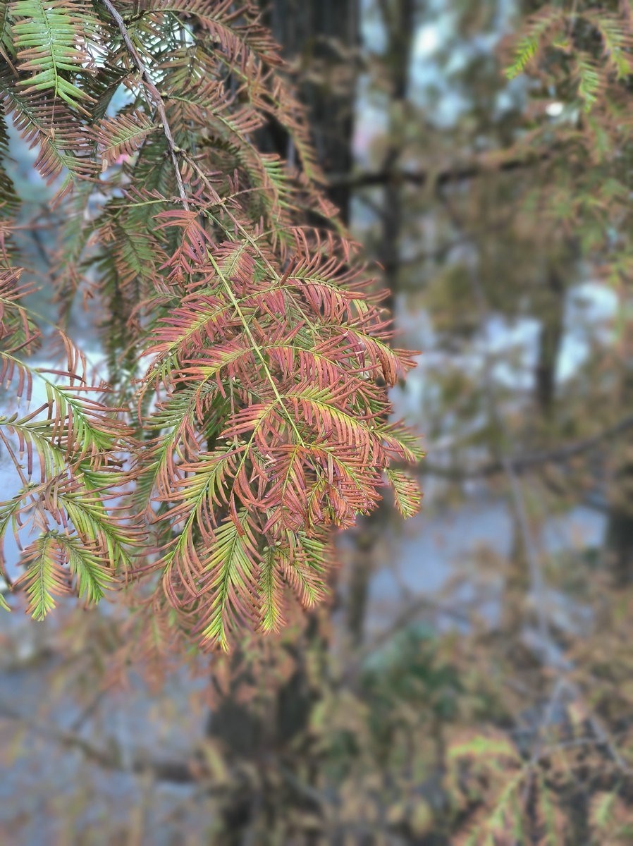 漫步星城 走街串巷（535）状元洲