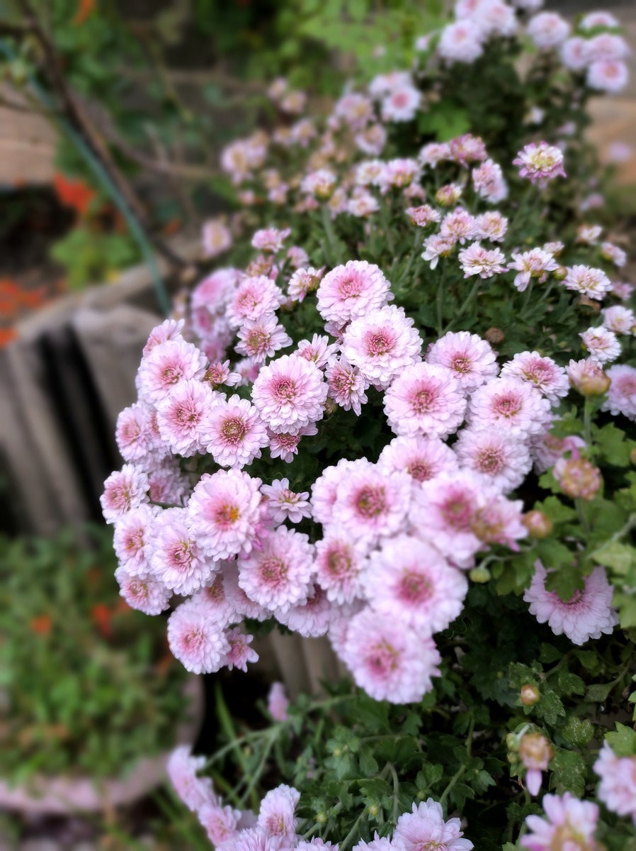 漫步星城 走街串巷（535）状元洲