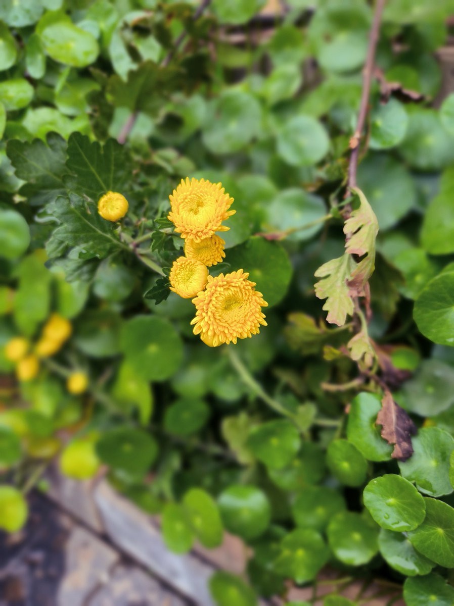 漫步星城 走街串巷（536）人间烟火  醉爱醴陵