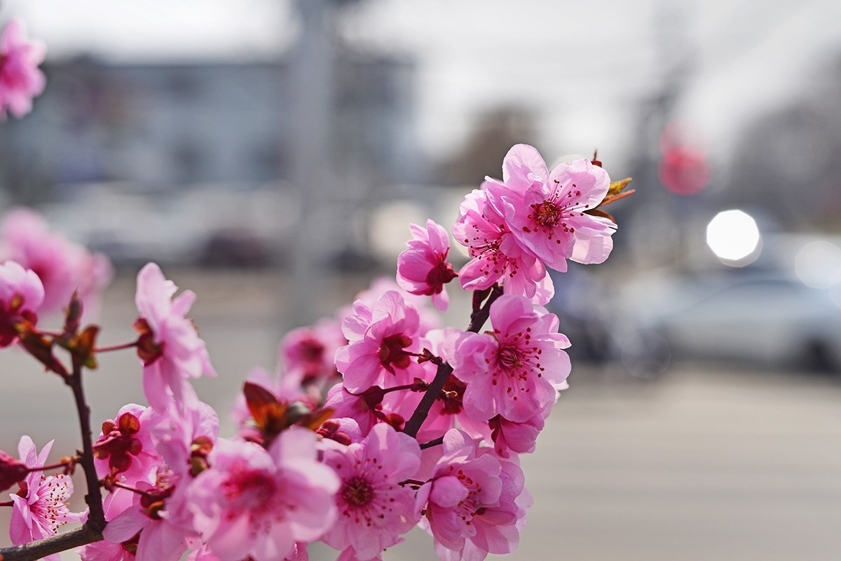 春花处处在开放二