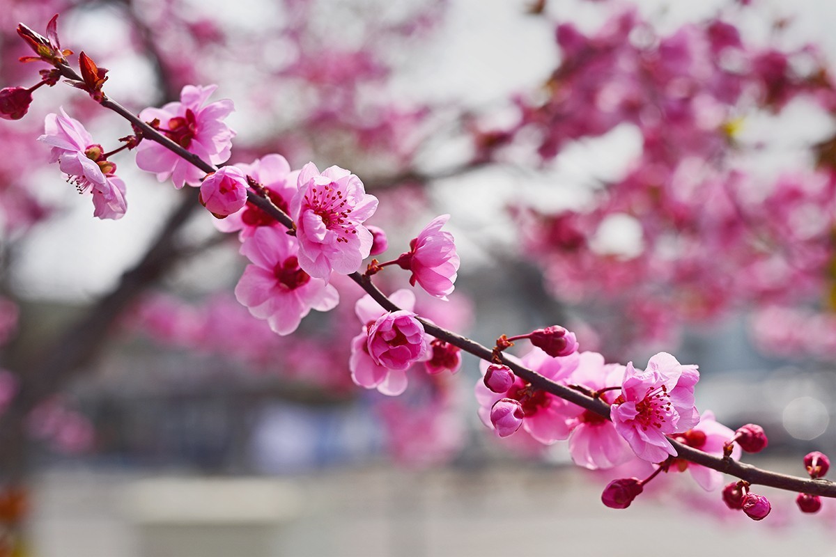 春花处处在开放二