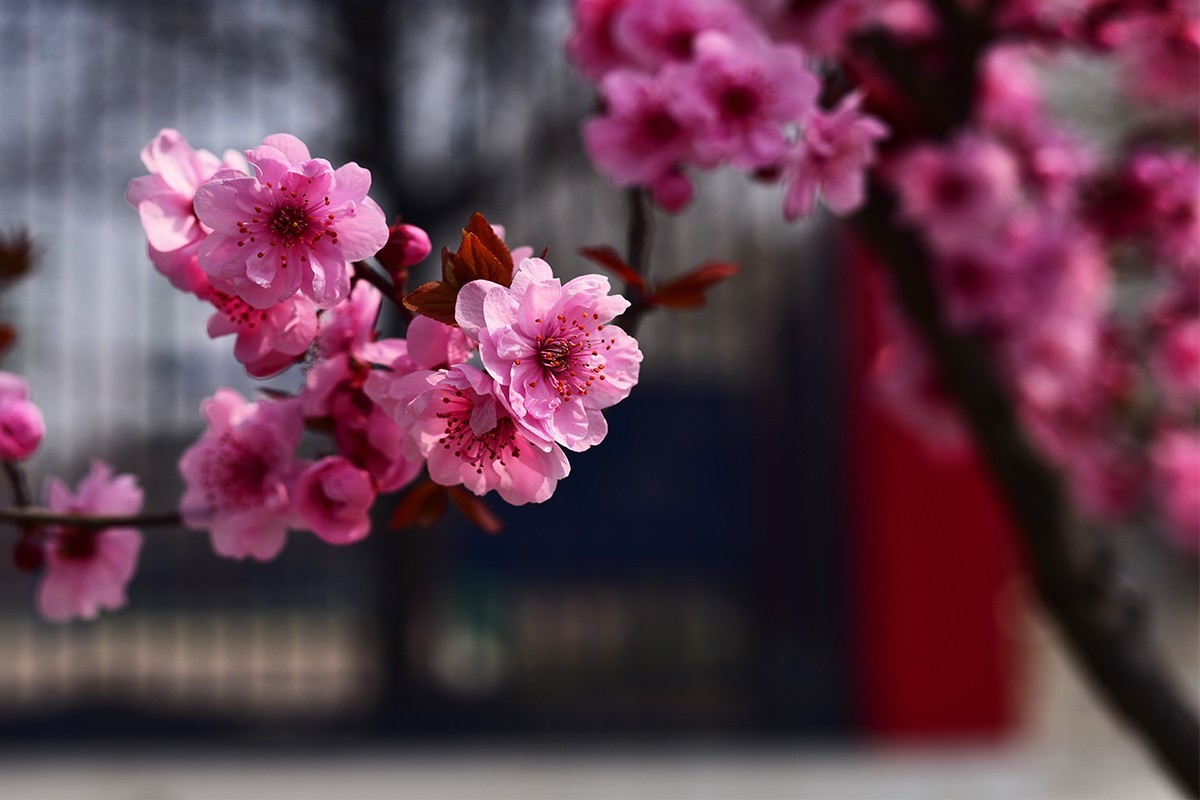 春花处处在开放二