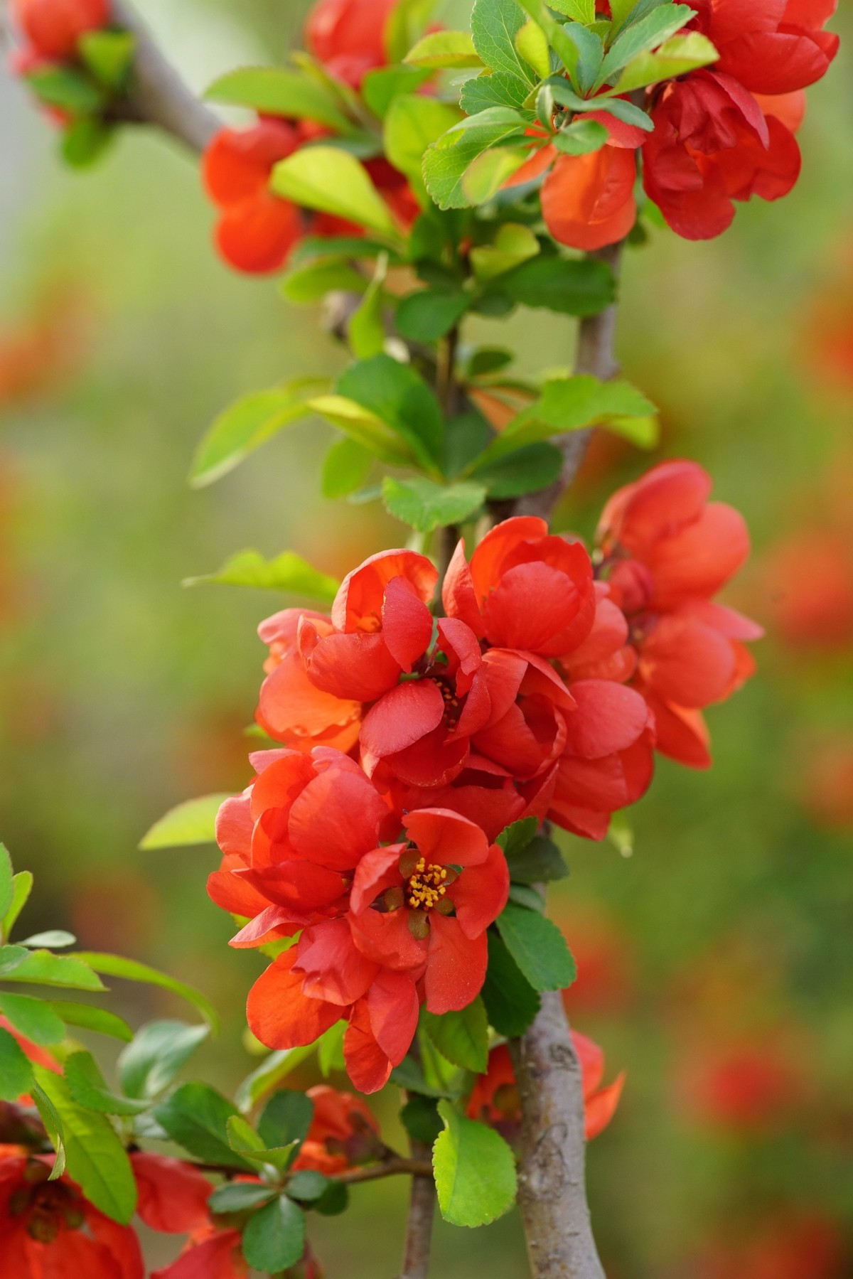 贴梗海棠2色彩各异