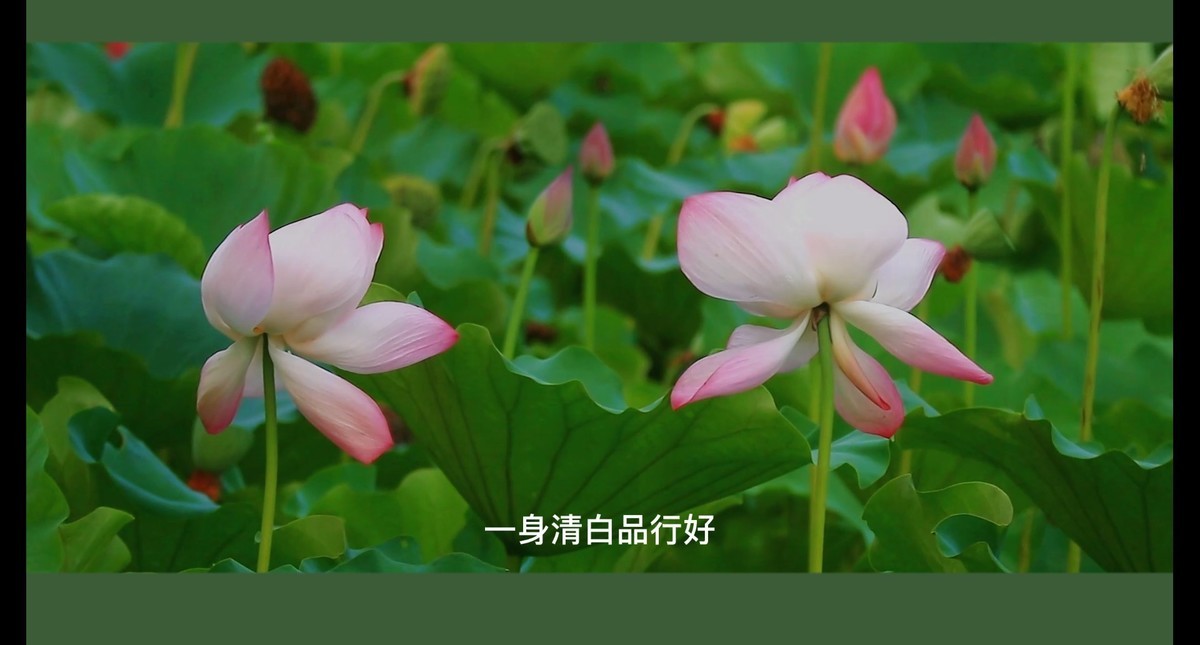 荷花视频截图