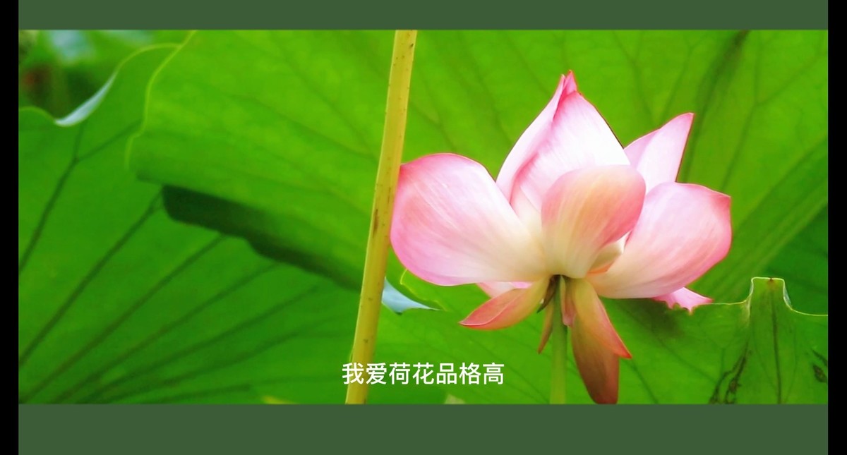 荷花视频截图